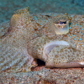   Flounder  